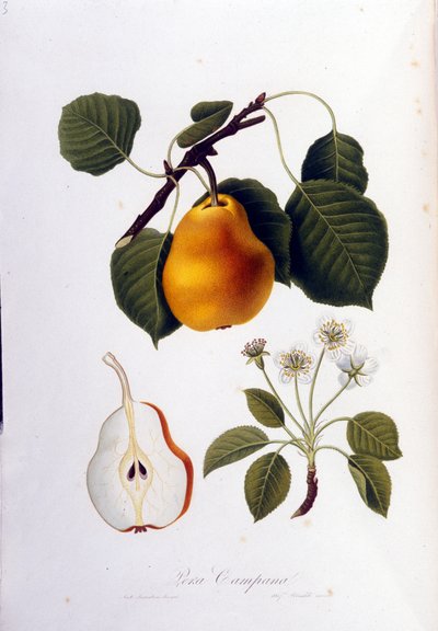 ペラ・カンパーナを表現したボタニカルボード。1820 - 1822. 作： Unknown artist