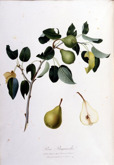 ペラ・カンパーナを表現したボタニカルボード。1820 - 1822. 作： Unknown artist