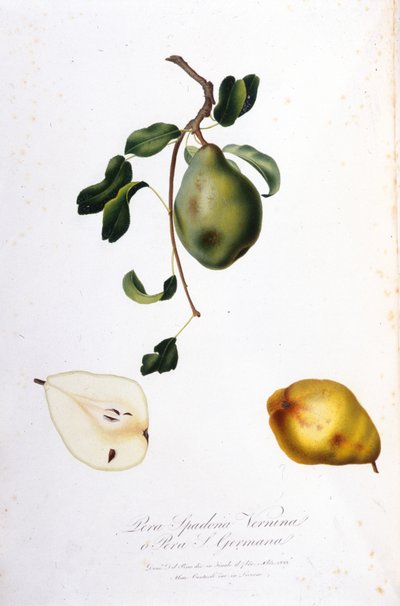ペラ・スパドナを表現したボタニカルボード。1820 - 1822. 作： Unknown artist