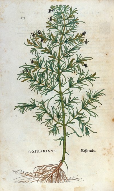 植物板：ローズマリー（rosmarinus）。Lheonard Fuchsのハーバリウム、"Historia Stirpium"、Bale 作： Unknown artist