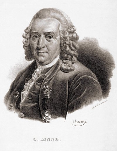 カール・フォン・リンネ スウェーデンの博物学者・作家（1707～1778）。 作： Unknown artist