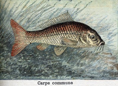1898年に作成されたCarp Communal Engraving 作： Unknown artist