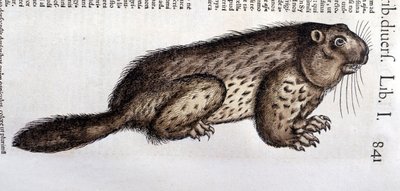 Castor - Conrad Gesner (1516 - 1565) の「Historia Animalium」では、Tiguri。 作： Unknown artist