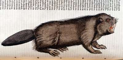 Castor - コンラッド・ゲスナーの「Historia Animalium」では、Tiguri。 作： Unknown artist
