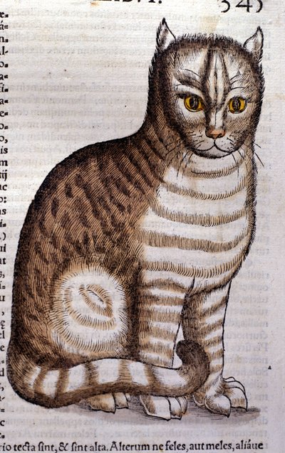 Conrad GesnerのHistoria Animaliumに倣った猫、Tiguri 1560年。Braidense国立図書館。ミラノ 作： Unknown artist