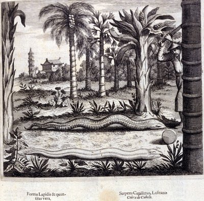 インドのコブラと毒蛇。アタナシウス・キルヒャー（1601～1680）の "De China Monumenta "は、イエズス会、東洋学者、ドイツ人学者で、アムステルダムで1667年に出版されました。 作： Unknown artist
