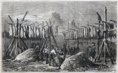 グリーンランドのフィスカネスで乾燥するタラ - Cod Drying in Fiskerness in Greenland 1866年の「The Illustrous Universe」からのエングレーヴィング。 作： Unknown artist