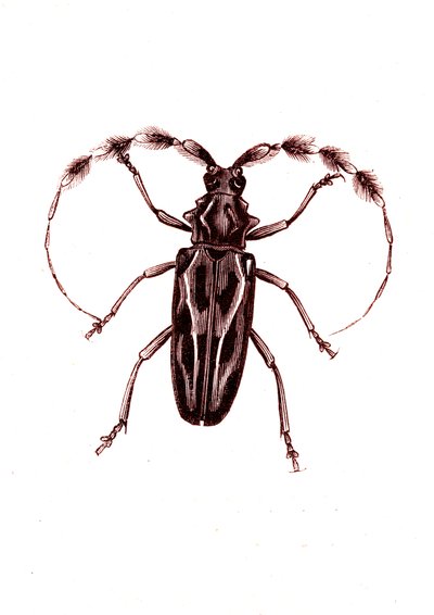 コウチュウ目：Lophocerus barbatus 作： Unknown artist