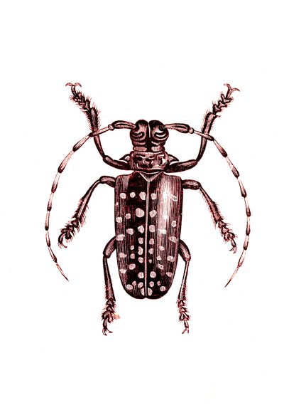 コウチュウ目：Ophoptera Tollii 作： Unknown artist