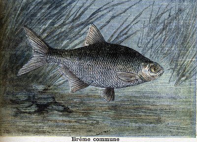 コモン・ブレム1897年に描かれた版画 作： Unknown artist