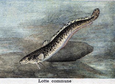 1898年の一般的なロッテの刻印 作： Unknown artist