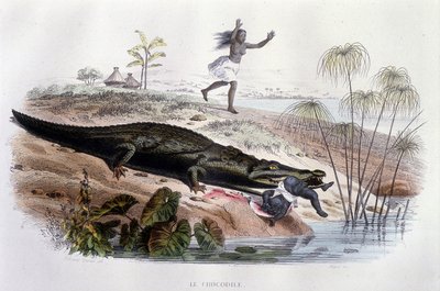 幼い子供を食いちぎるワニ（Lacépède, ed. Furne, Parisの "Histoire Naturelle "より 作： Unknown artist