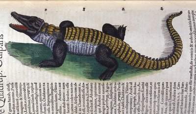 クロコダイル。コンラッド・ゲスナー（1516 - 1565）の『Historia Animalium』では、Tiguri 作： Unknown artist