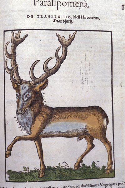 Konrad GesnerのHistoriae animaliumの後の鹿、Tiguri 作： Unknown artist