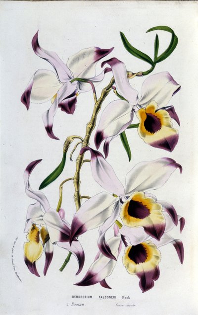 Dendrobium falconeri：ラン科の植物。 作： Unknown artist