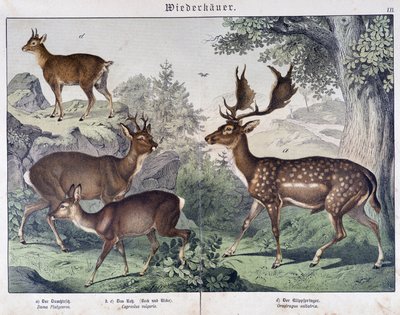 Diche, suede - "Natural histories of mammals", ed.シュライバー 作： Unknown artist