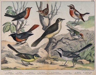 鳥の多様な図版「自然鳥類の歴史」. 作： Unknown Artist