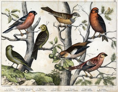 鳥の多様な図版「自然鳥類の歴史」. 作： Unknown Artist
