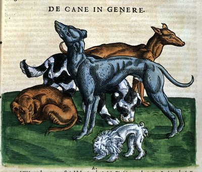 コンラッド・ゲスナー著『Historia Animalium』の犬、ティグリ1560年。Biblioteca nazionale Braidense.ミラノ 作： Unknown artist