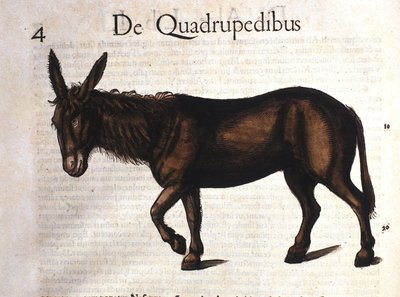 コンラッド・ゲスナーの『Historia Animalium』のロバ、1560年のティグリ 作： Unknown artist