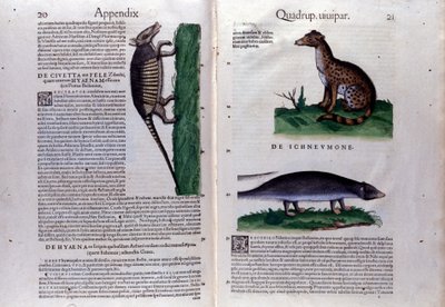 コンラッド・ゲスナー(1516-1565)の『動物史』の二重ページ、ティグリ。 作： Unknown artist