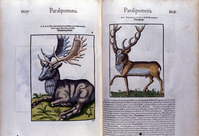 Conrad Gesner (1516 - 1565) の『Historia Animalium』の鹿のダブルページ、Tiguri。 作： Unknown artist