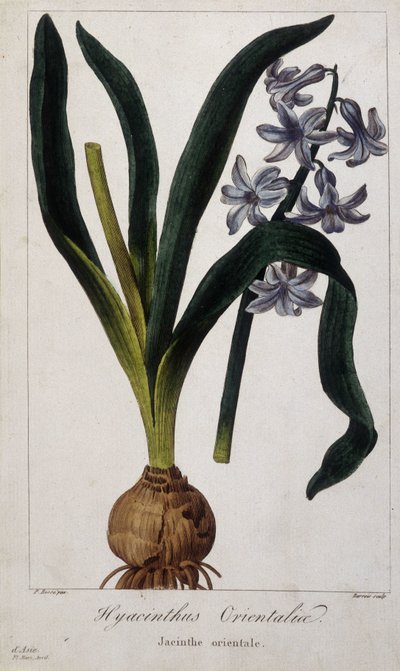 イースタン・ヒヤシンス（Hyacinthus Orientalia） 19世紀のアジアの植物のボタニカルボード。 作： Unknown artist