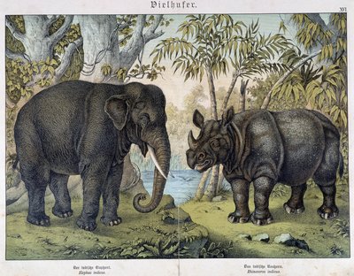 ゾウとサイ - "Natural histories of mammals", ed.シュライバー、ミュンヘン 作： Unknown artist