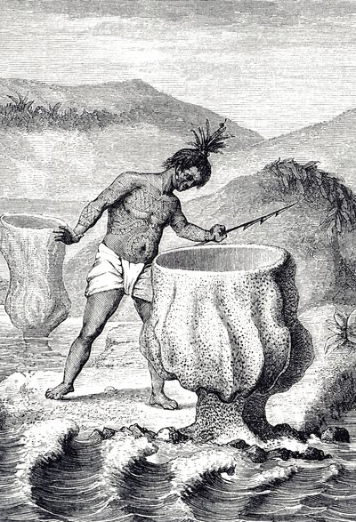 Gravura representando uma variedade de esponja chamada Cálice de Netuno (Thalassema Netuno) 作： Unknown artist