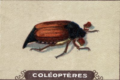 昆虫学：チャビナーの表現、昆虫シリーズ、20世紀初頭（クロモ） 作： Unknown Artist