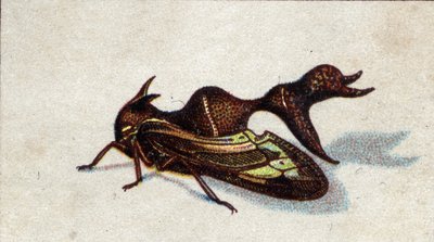 昆虫学：メスに噛みつくヘテロノートの表現、昆虫シリーズ、20世紀初頭（クロモ） 作： Unknown Artist