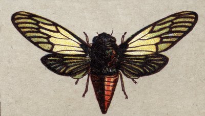 昆虫学：赤いセミの表現、昆虫シリーズ、20世紀初頭（クロモ） 作： Unknown Artist