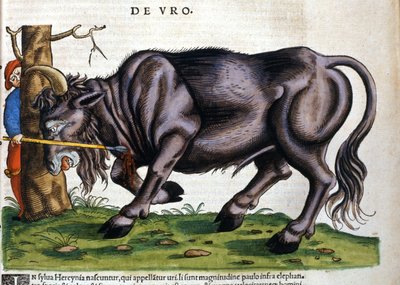 17世紀に品種が絶滅したヨーロッパバイソン（Bos primigenius primigenius）（Konrad Gesner著「Historia Animalium」より 作： Unknown artist