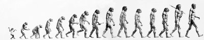 進化。サルから現生人類までの形態の比較（異なるホミニデス）。19世紀のエンドエングレーヴィング。 作： Unknown artist