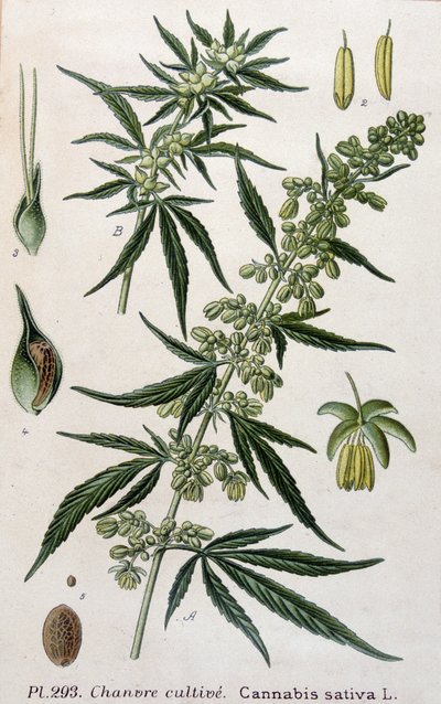 大麻の雌株。19世紀のエングレービング 作： Unknown artist