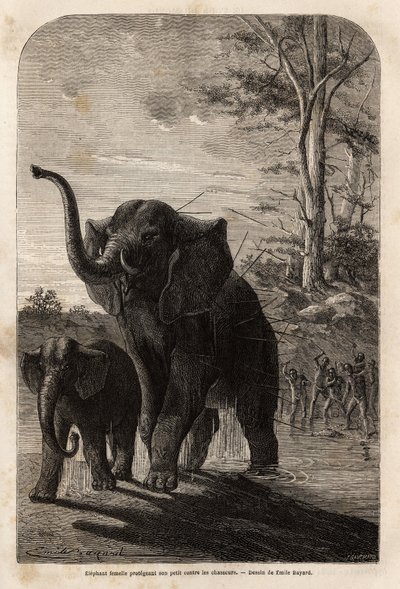 ザンベーズのジャベリン族の狩猟者から子供を守る雌象。1840年から1856年にかけて行われたリビングストン博士の南部アフリカへの最初の航海を示すエングレーヴィング。 作： Unknown artist