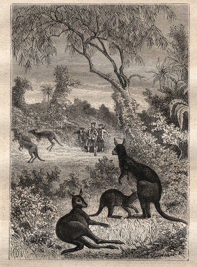 キャプテン・ジェームズ・クック（1728-1779）の第1回航海（1768-1771）：カンガルー（オーストラリア）を発見した船員たち - イラストは "The Great Mariners of 18th century "より引用 作： Unknown artist