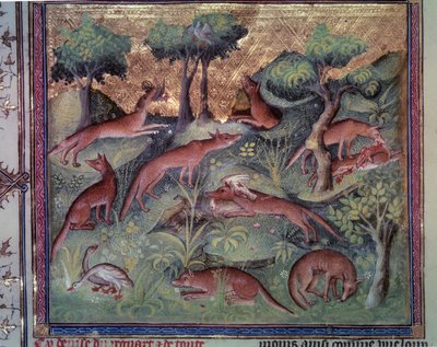 家禽を狩るキツネ。Gaston Phoebus (1331-1391) dit Gaston III Comte De Foixによる写本「Le livre de la chasse」（フォリオ34v）のミニチュア。 作： Unknown artist