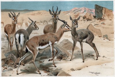 ガゼル - アルフレッド・エドムンド・ブレム（1829-1884）の「ブレムの動物誌」からの抜粋 作： Unknown artist