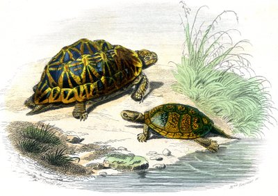 ジオメトリック・タートル（Testudo geometrica）とイエロー・タートル 作： Unknown artist