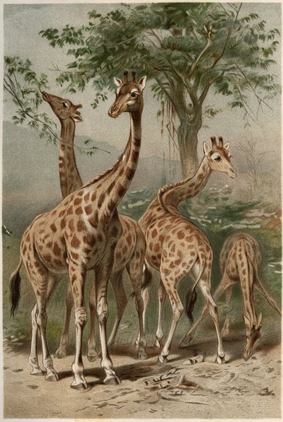 キリン - キリン (Giraffa camelopardalis) - Alfred Edmund Brehm (1829-1884)の「Brehm
