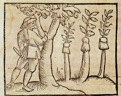 木の接ぎ木（ピエル・クレシェンツィオ（1233-1320）の『De Agricoltura Vulgare』の挿絵、ヴェネツィアで出版されたもの 作： Unknown artist