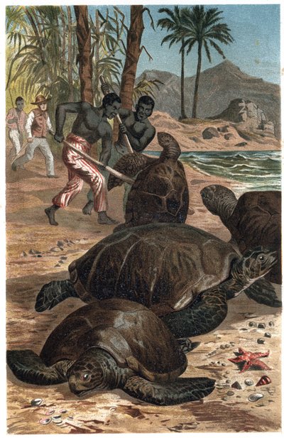 アオウミガメ（Chelonia mydas） - Alfred Edmund Brehm (1829-1884)の「Brehm