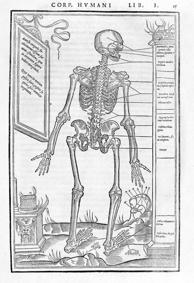 人間の骨格、後面部。カルロ・ステファノ・リベリオの "De dissectione partium corporis humani lbri tres... "の解剖学的プレート。「カルロ・ステファノ・リベリオ作、1545年、パリ 作： Unknown artist