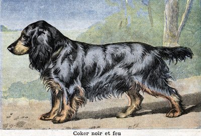 狩猟犬。ブラックコーカーとファイヤー 作： Unknown artist