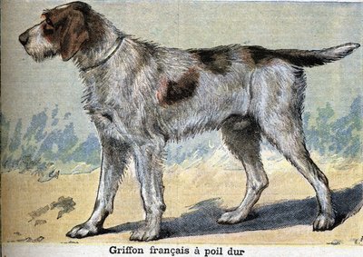 狩猟犬。Griffon francais ハード・ヘアード 作： Unknown artist