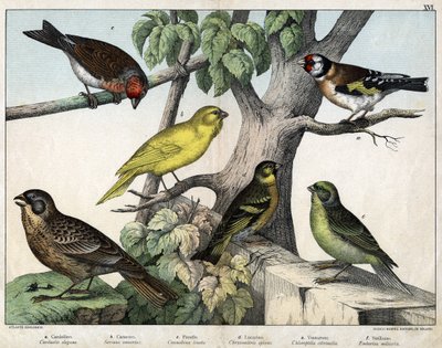 鳥類の博物誌」（ミラノ、ホープリ編）の挿絵 作： 無名の画家