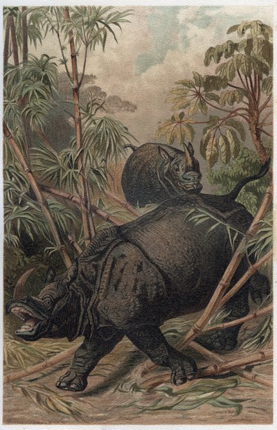 インドサイ - インドサイ（Rhinoceros unicornis） - Alfred Edmund Brehm（1829-1884）の「Brehm