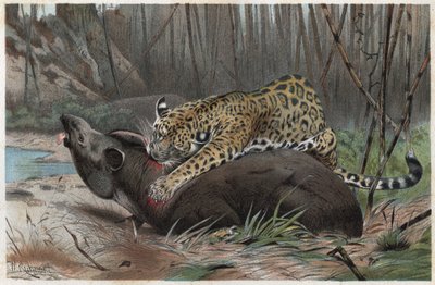 ジャガー（Panthera onca） - アルフレッド・エドモンド・ブレム（1829-1884）の「ブレムの動物の生活」からの版画 作： Unknown artist