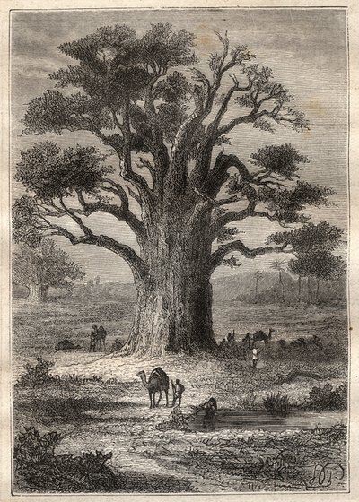 フレデリック・コンラッド（コンラッド）・ホーネマン（1772-1801）によるフェザン（リビア）への旅（1798年）：バオバブ - "The Great Mariners of 18th century "から引用したイラスト 作： Unknown artist